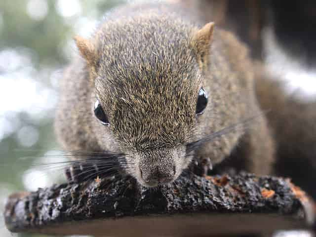 動物図鑑、タイワンリス